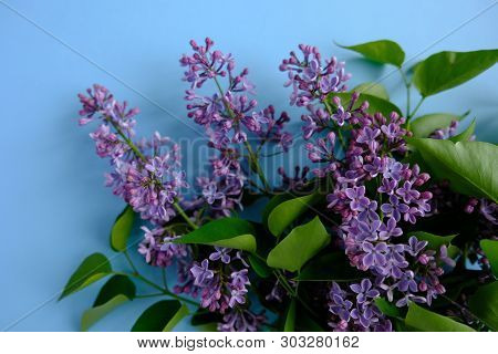 Lilac. Colorful Purple Lilacs Blossoms With Green Leaves.