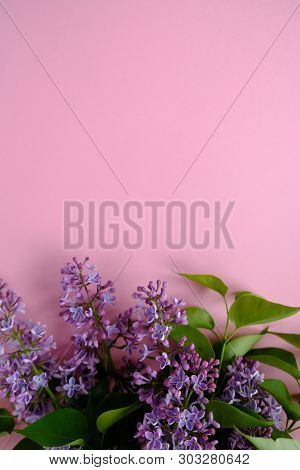 Lilac. Colorful Purple Lilacs Blossoms With Green Leaves.