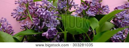 Lilac. Colorful Purple Lilacs Blossoms With Green Leaves.
