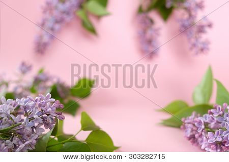 Lilac. Colorful Purple Lilacs Blossoms With Green Leaves.