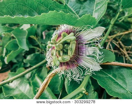 Passiflora Edulis Blooming Purple Flower. Vine Tropical And Subtropical Sweet Seedy Passion Fruit. F