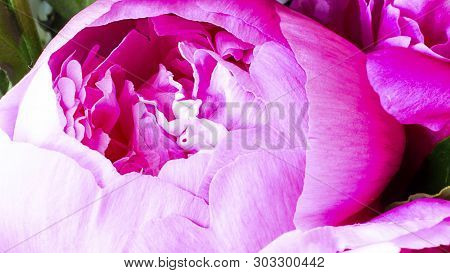 Peony Pink Flower For Background. Paeonia Lactiflora. Macro Shot, Horiontal. For Creative Background