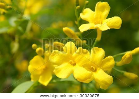 Yellow Jasmin (close-up).