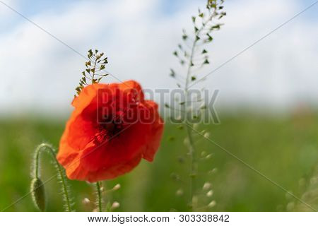 Poppy Flowers On The Field Against The Blue Sky And Green Grass. Selective Focus