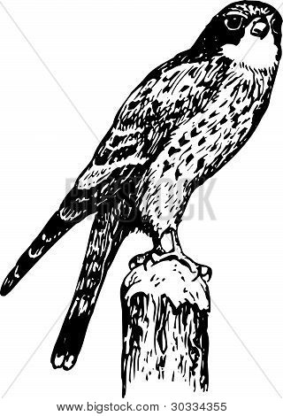鸟 cerchneis tinnunculus