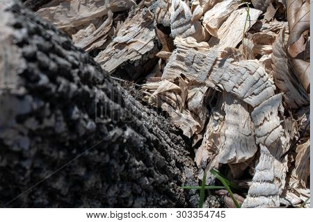 The Tree Shavings Are The Main Focus Of The Picture With A Bokeh Effect. The Tree Was Destroyed By B