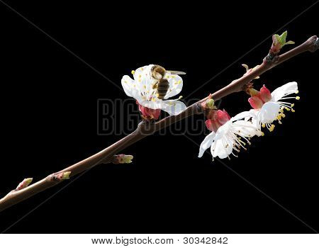Flowering Branch