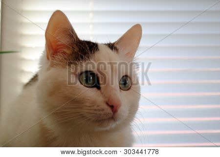 White Cat With Dark Spots On The Head