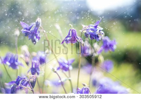 Blue Trailing Lobelia Sapphire Flowers Or Edging Lobelia. Its Latin Name Is Lobel. Lobelia Erinus In