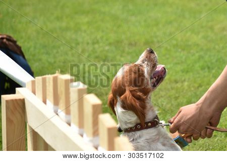 Epagneul Breton Beautiful Portrait In Hunting White-red Dog
