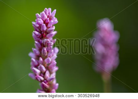 Macro Photography Of A Beautiful Smartweed Flower, Captured At The Andean Mountains Of Central Colom