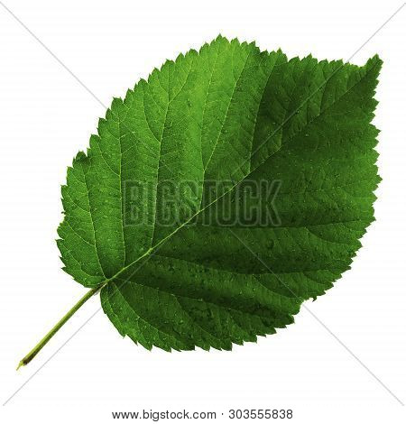 One Green Leaf Of Blackberry Isolated On White Background, Top Side Of Leaf