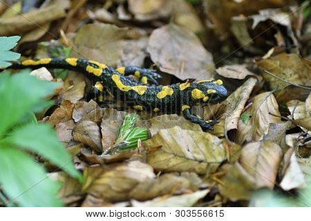 Salamandra Lizard Crawls Through The Leaves In The Forest