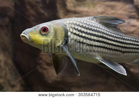 Striped Barb (probarbus Jullieni) Native Fish In Thailand