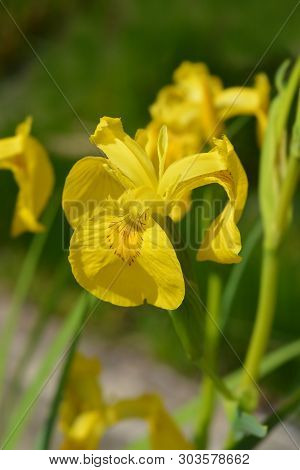 Yellow Iris - Latin Name - Iris Pseudacorus