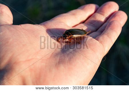 One Predatory Diving Beetle (dytiscidae) In Male Hand, Closeup. The Entomologist Holds A Live Insect