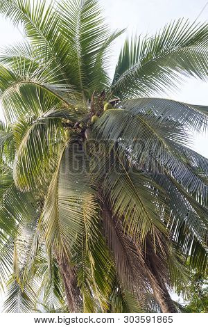 Coconat Palm Tree As Natural Background. Palm Trees, Tropical Leaves