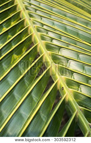 Green Coconat Leaf Nature Texture Bakground. Green Leaves Palm From Tropical.