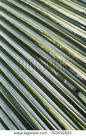 Green Coconat Leaf Nature Texture Bakground. Green Leaves Palm From Tropical.