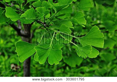 Green Branch Of A Ginkgo.