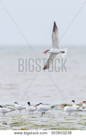 Caspian Tern Bird At Richmond Bc Canada