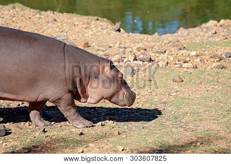 The Semi-aquatic Aggressive Hippopotamus Walking Beside Water