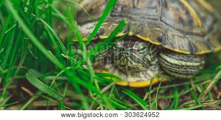 Green Turtle In Leaves
Green Plants And Striped Tortoise Looking At Camera On Blurred Nature Backgro