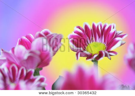 Krysantemum blomst