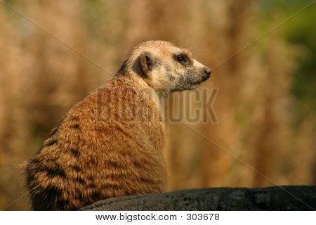 Meerkat