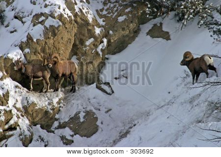 ขัดแย้ง bighorn