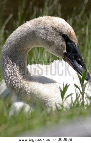 Agraciado cisne