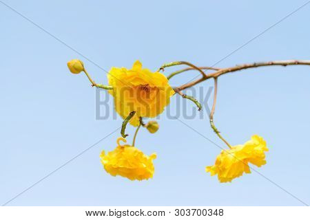 Yellow Silk Cotton (cochlospermum Religiosum) Tree Flowers On Blue Sky Background