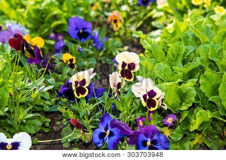 Beautiful Pansies Or Violas Growing On The Flowerbed In Garden. Garden Decoration