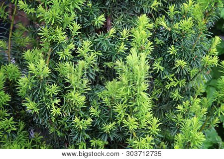 Yew tree (Taxus cuspidata). Growing branches with young green needles.