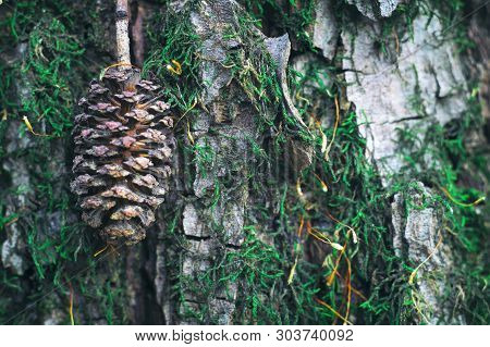 Wildlife Russia Macro. Alder Cone Against The Background Of Moss Overgrown Bark