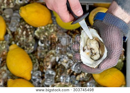 Chef Shucking A Fresh Oyster With Knife And Stainless Steel Mesh Oyster Glove.