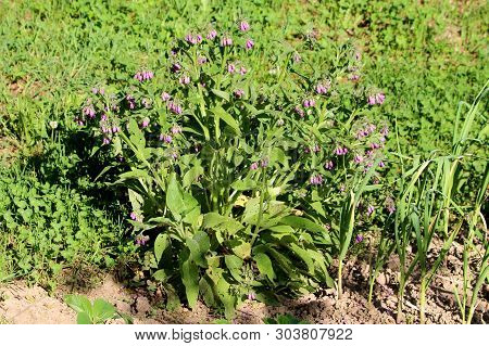 Common Comfrey Or Symphytum Officinale Or True Comfrey Or Quaker Comfrey Or Cultivated Comfrey Or Bo