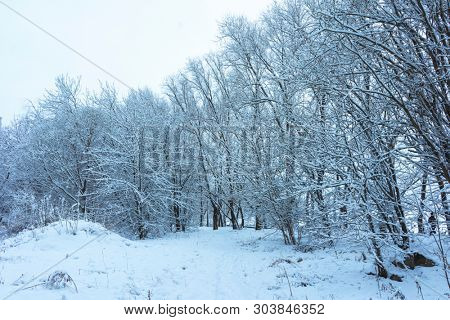 Winter's Tale, Lovely Winter Scenery, Winter Park in Snow, Whitened Spruce Branch with a Snowy Forest in the Background, Snow-Covered Trees in the City Park, Snowing, Winter Park Background