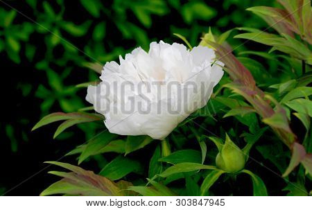 Tree-like Peony, Tree-shaped White Peony In The Garden, Peony Petals Close-up At Sunset, Natural Blu