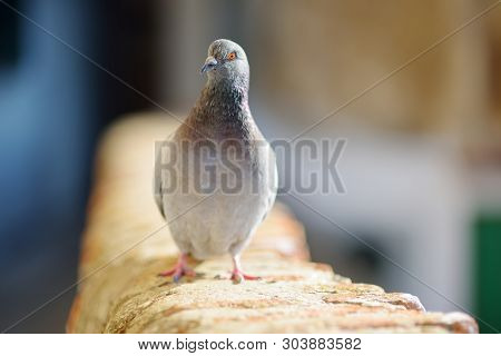 Doves And Pigeons In Riomaggiore, The Largest Of The Five Centuries-old Villages Of Cinque Terre, It