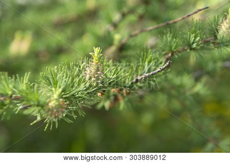 Fir Cone, Fir Branch, Greens, Young Green Fir Cone, Coniferous Tree On The Background Of Fir Needles