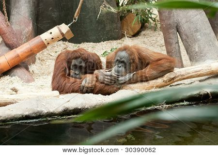 Orangutan Couple