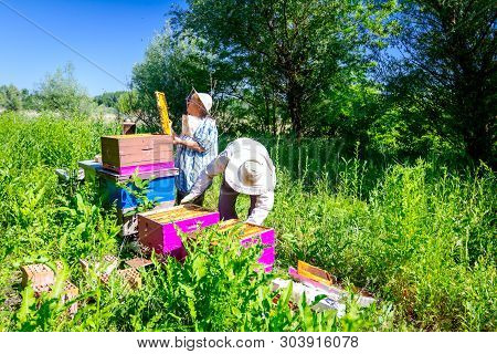 Senior Beekeepers Are Taking Out The Honeycomb On Wooden Frame To Control Situation In Bee Colony.