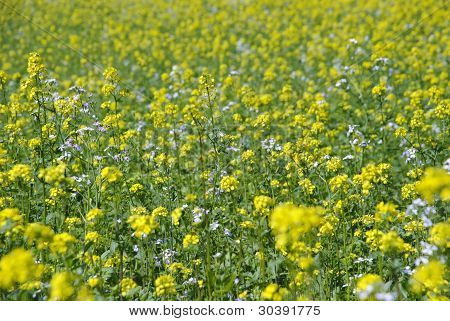 Oilseed plants field