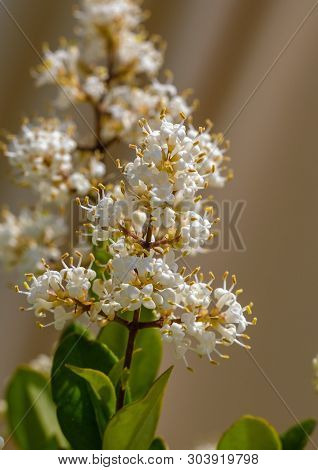 White Flowers Privet Oval Leaf In The Garden