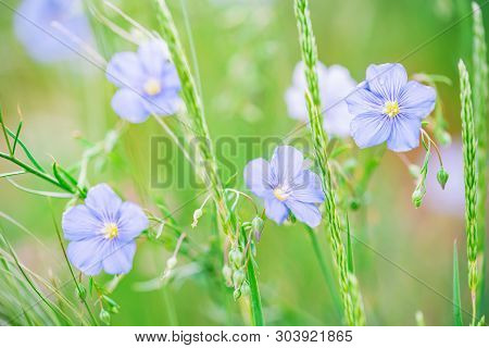 Close Up Beautiful Blue Flowers Of Flax Blooming In Field
