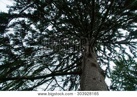 Walking Inside A Fir Forest Of Tall Trees In Spring