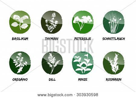 Herbs Vector Cook Taste Flavor Aroma Eat Leaves  Collect