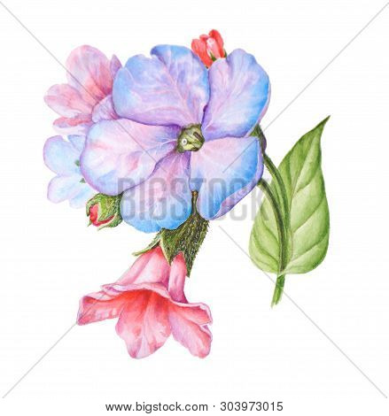 Illustration Of A Medunica Flower On A White Background