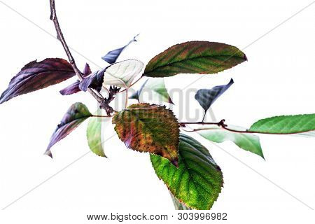Summer background with branches green leaves isolated on white. Fresh bouquet. Sezonal botanica